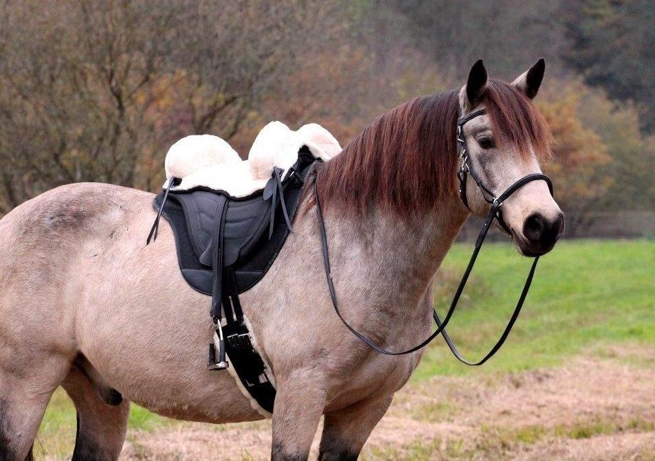 Picture for category Sheepskin Saddles