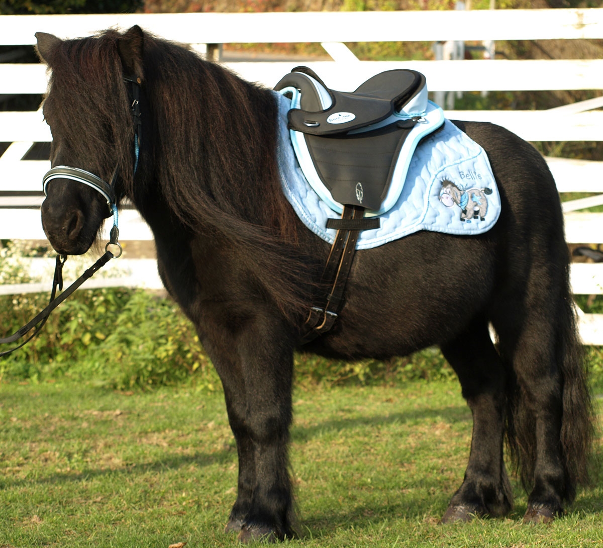 Picture for category Kids/Pony Saddles