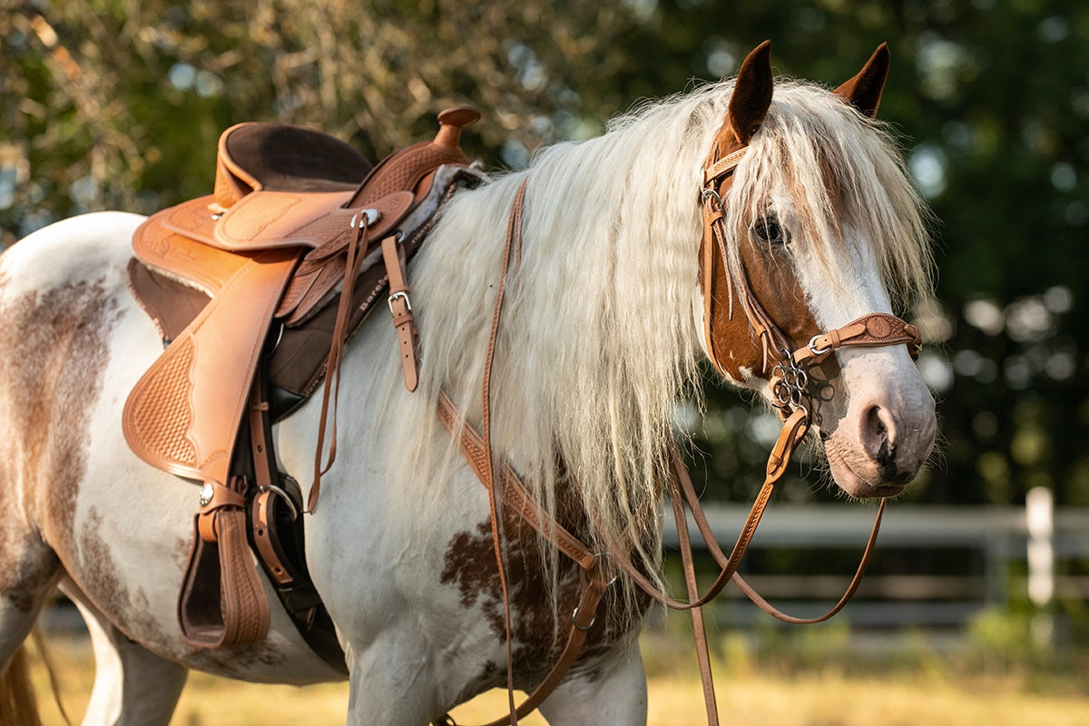 Picture for category Western Saddles