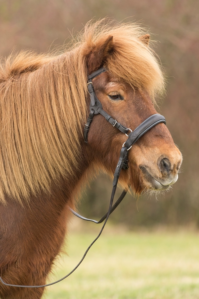 Picture of Barefoot® 'Contour Physio' Bridle