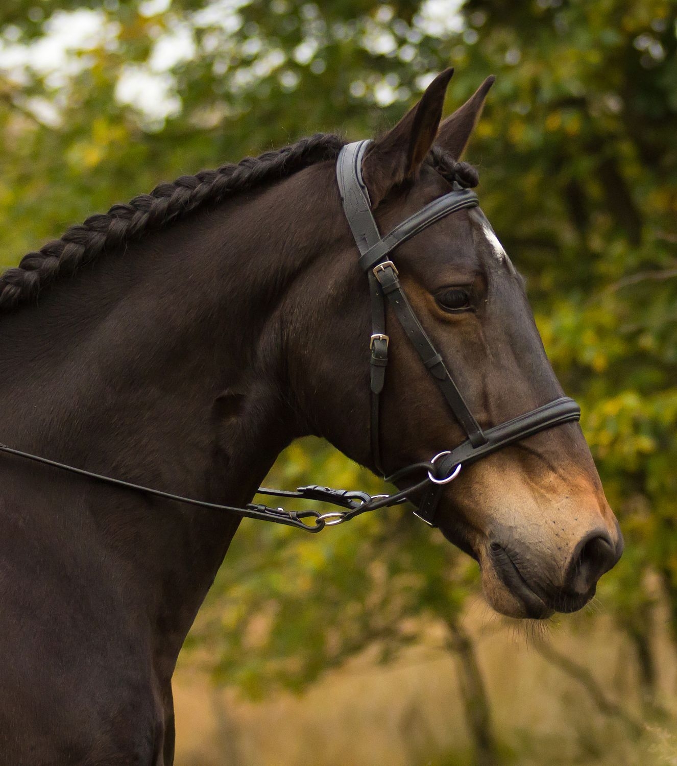 Picture of Bitless Bridle 'Walnut'