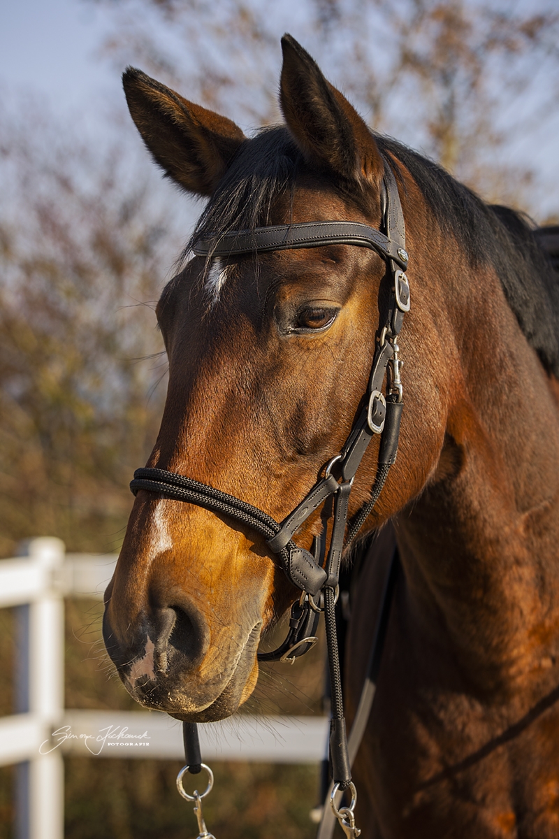 Picture of Bridle 'Syringa' with reins