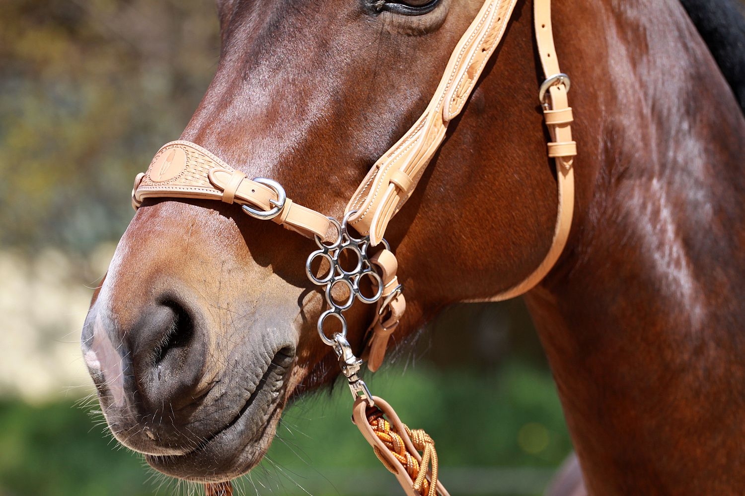 Picture of Hackamore 'Flower'