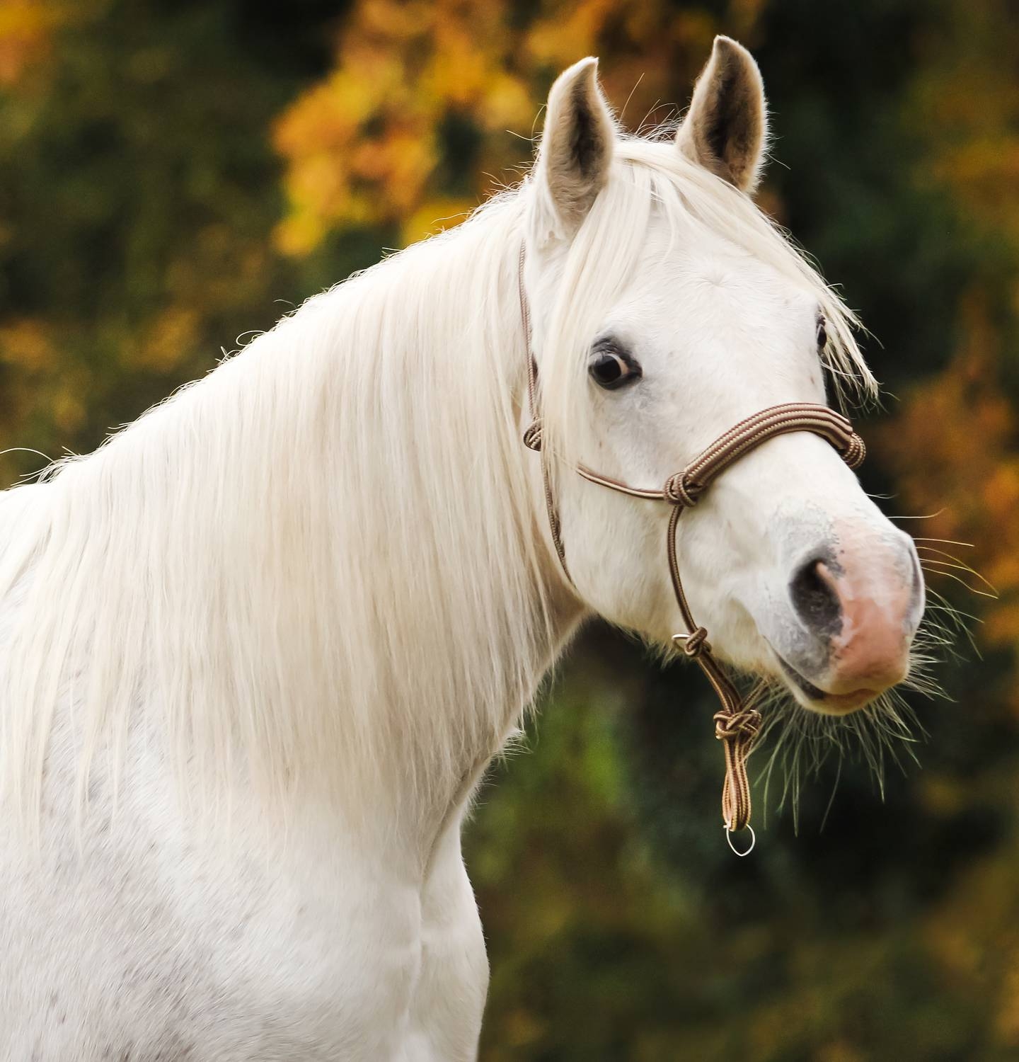 Picture of BeGentle Halter