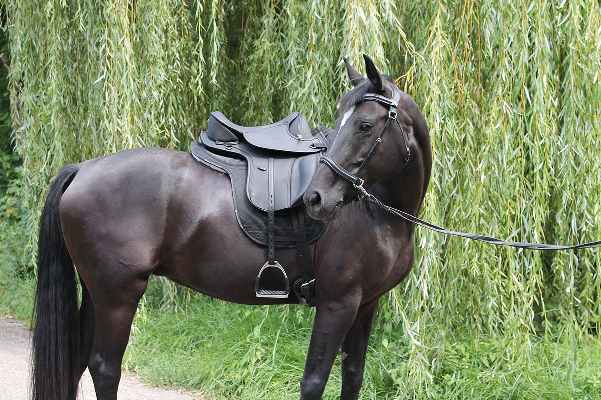 Picture for category Saddle Systems