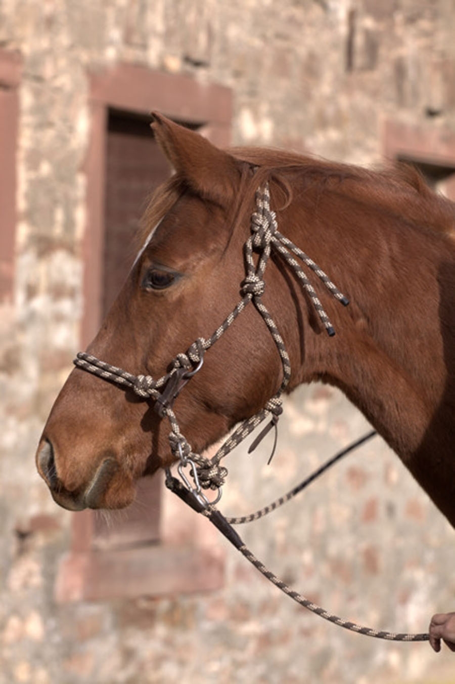 Picture of 'Juniper' Halter 3-in-1